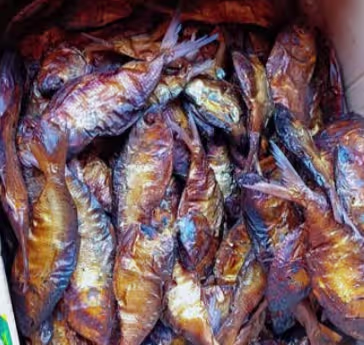 Bonga Fish