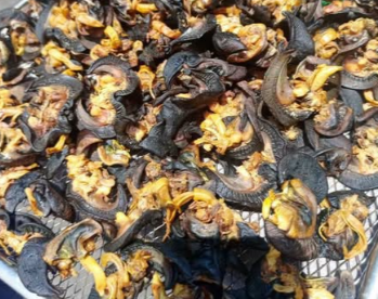 Cleaned dried snails prepared for export