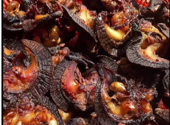 Cleaned dried snails prepared for export